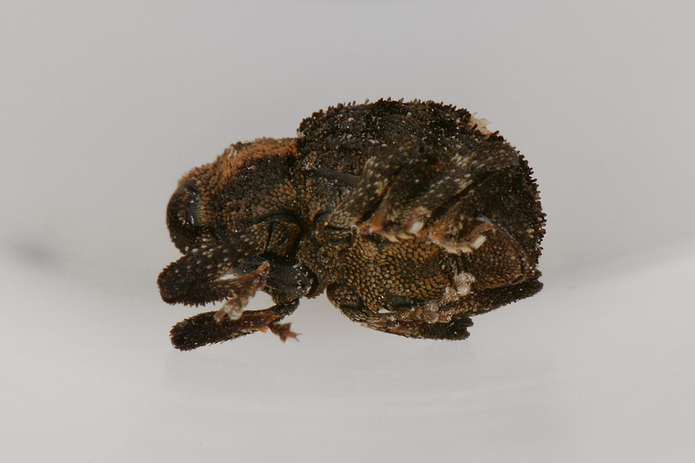 Questo  un Hypocrita? Si - Echinodera hypocrita